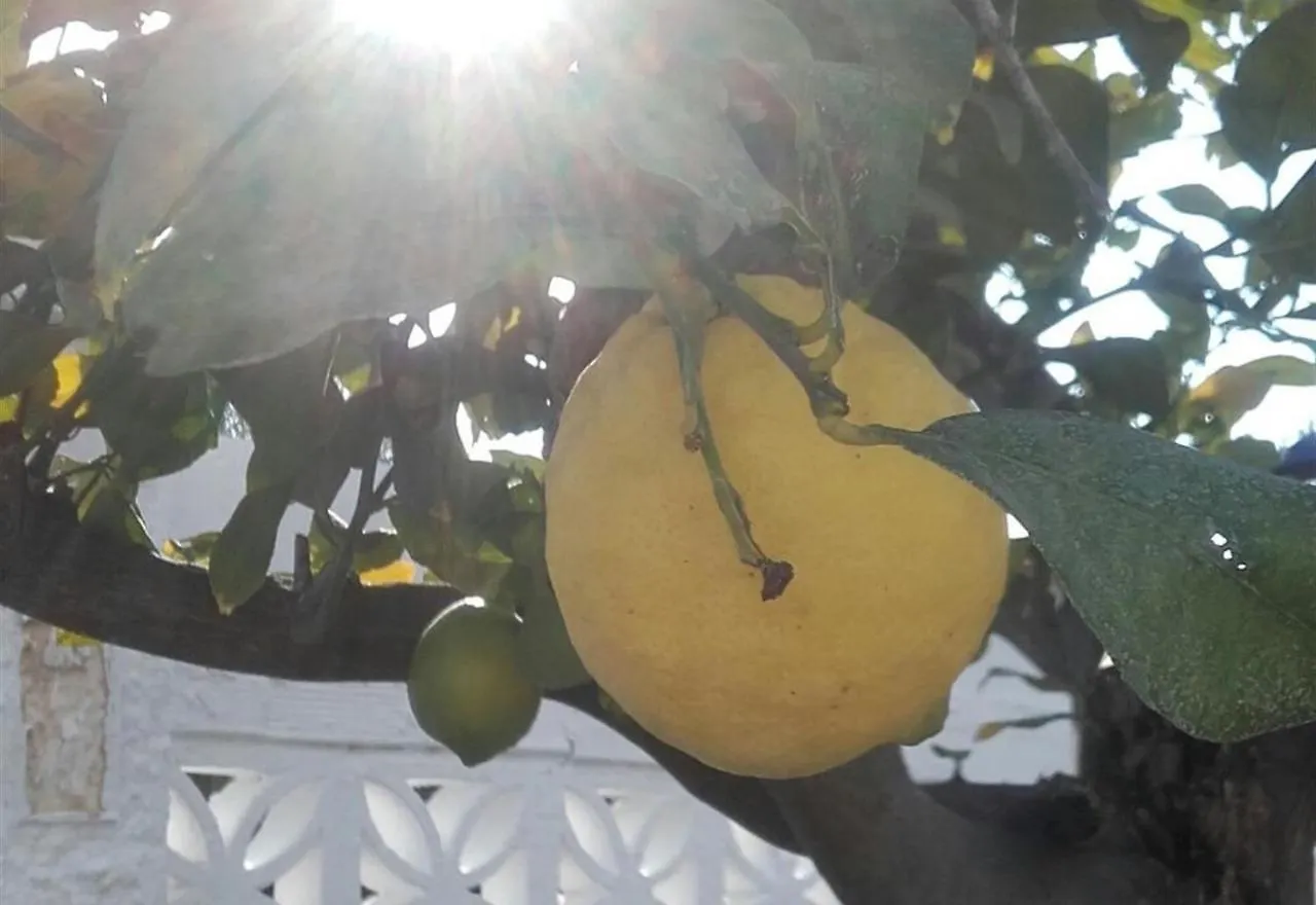 Lemon Tree Villa Benalmádena